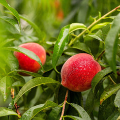 Pearson Farm 'The Farmer's Dozen' Box – 13 Premium Peaches Pantry Pearson Farm 