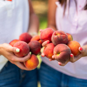 They're Back! Pearson Farm Premium Peaches