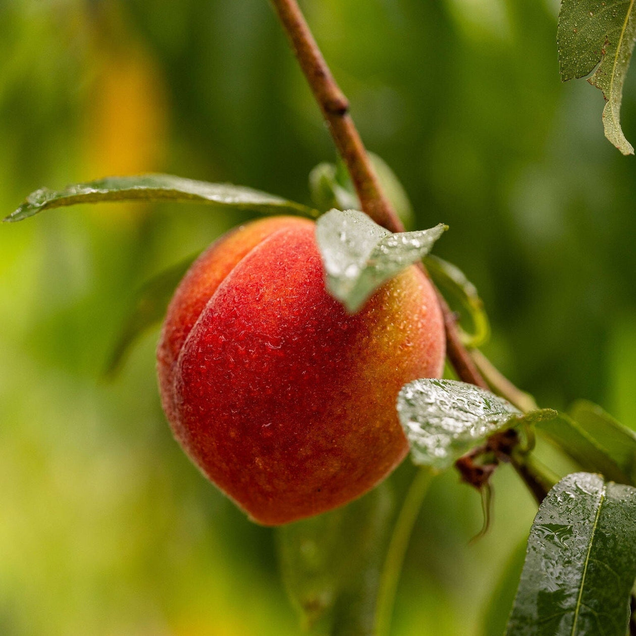 Pearson Farm 'The Farmer's Dozen' Box – 13 Premium Peaches Pantry Pearson Farm 