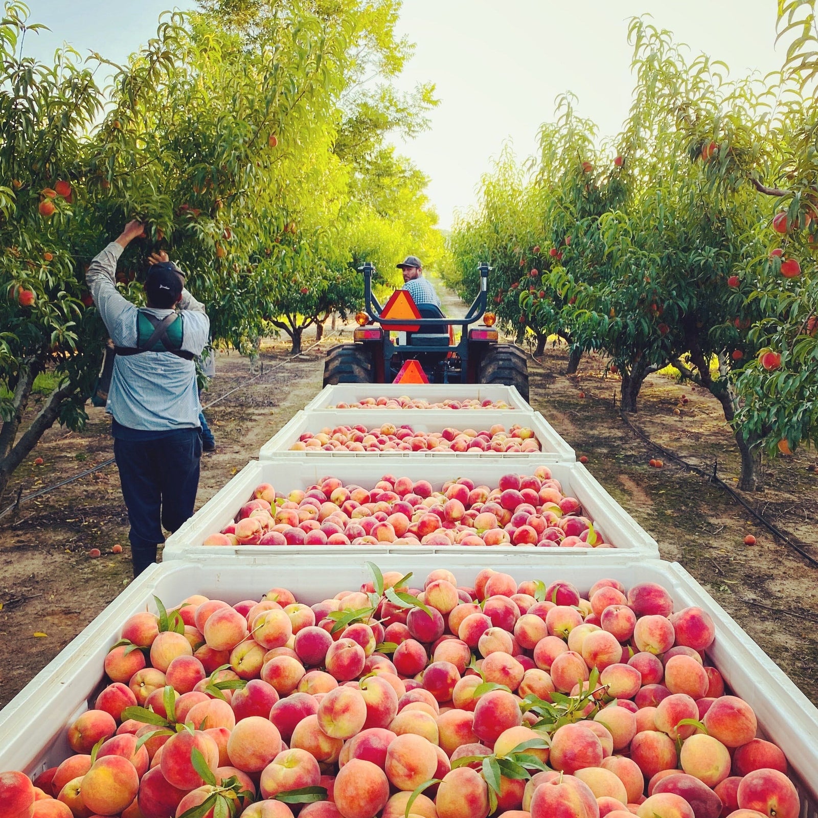 Pearson Farms 'The Farmer's Dozen' Box- 13 Premium Peaches Pantry Pearson Farm 