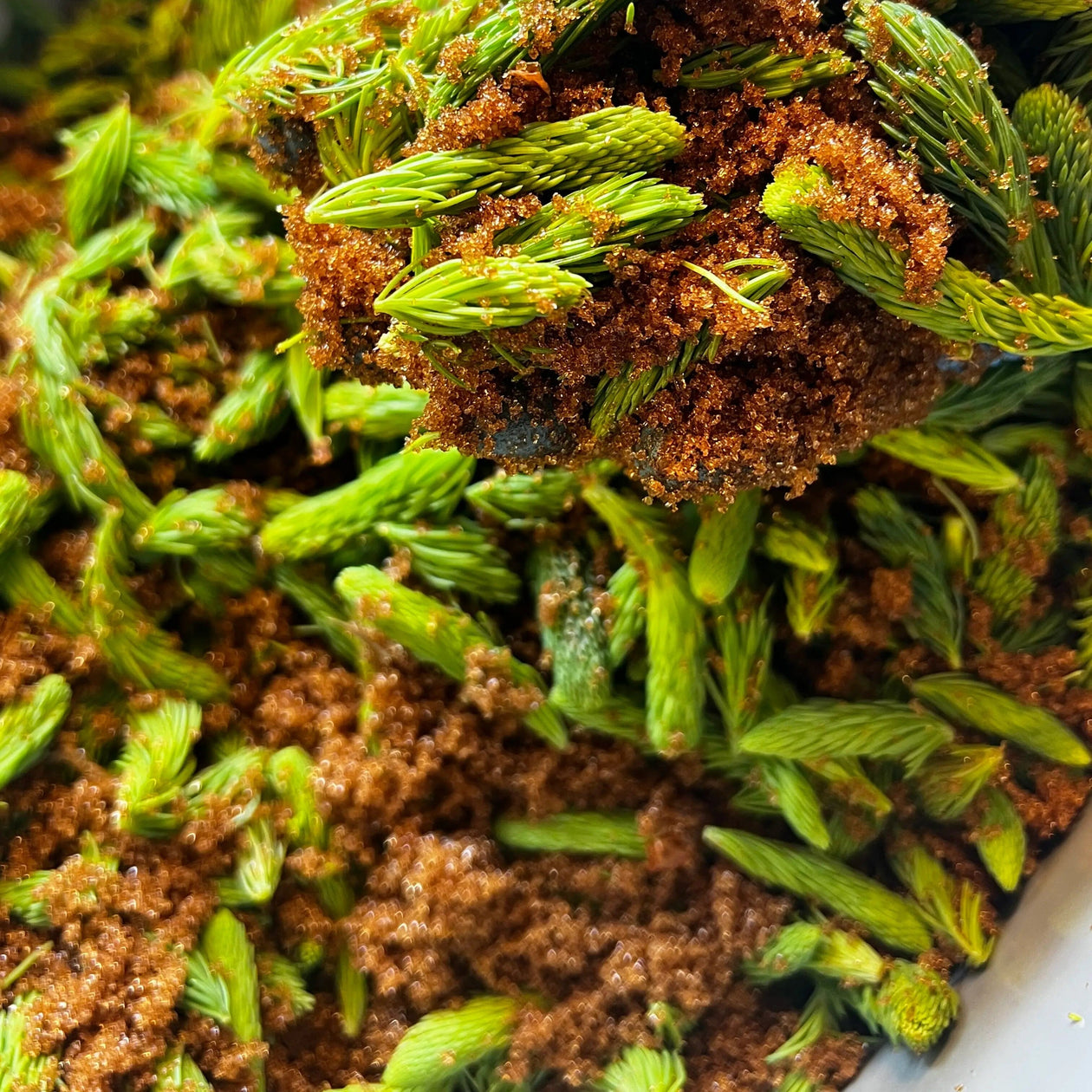 Pen & Cob Farm Spruce Syrup Pen & Cob Farm 