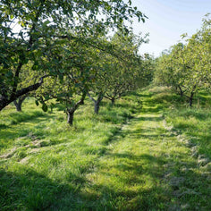 Quincannon Organic Apple Cider Vinegar Pantry Eden Farm 