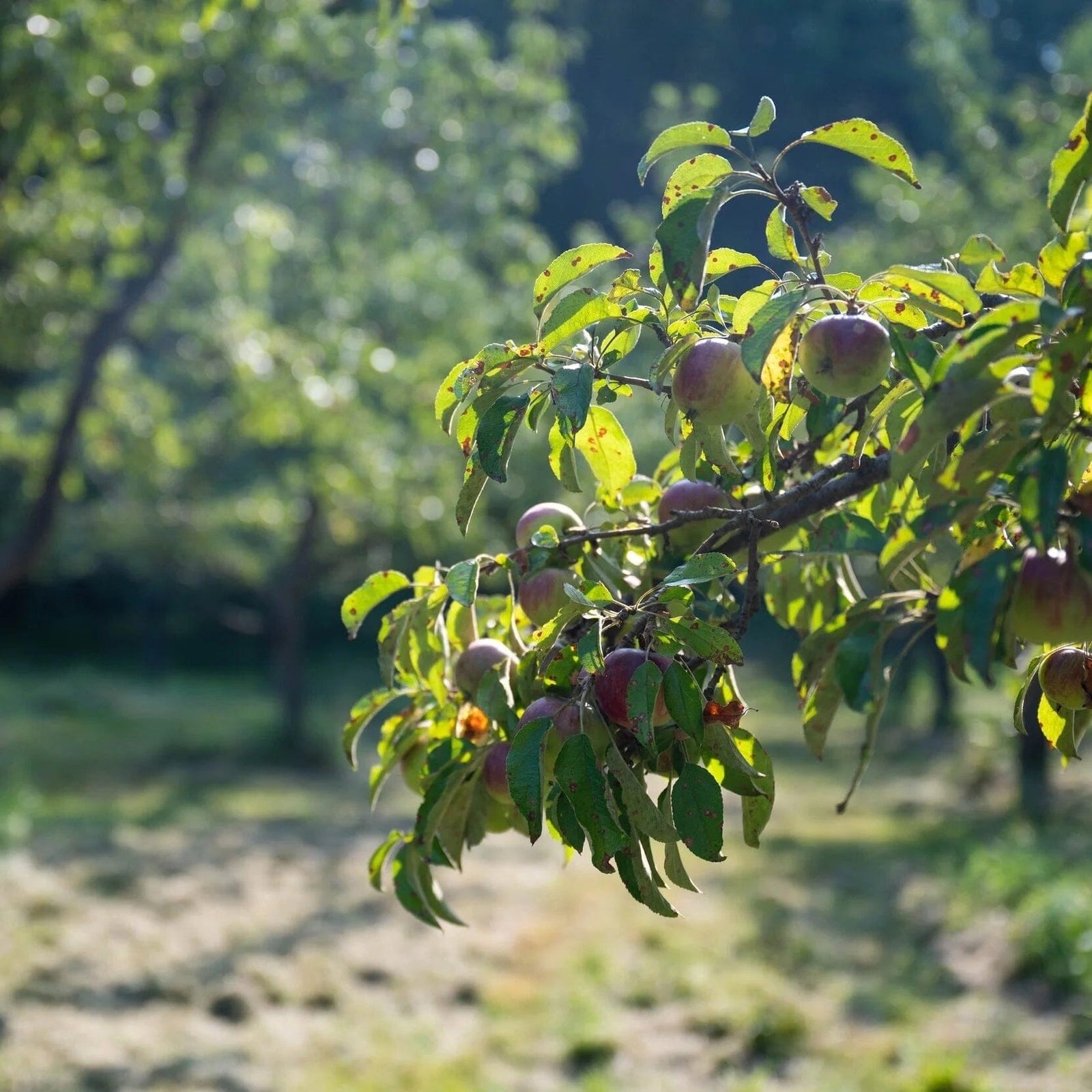 Quincannon Organic Apple Cider Vinegar Pantry Eden Farm 