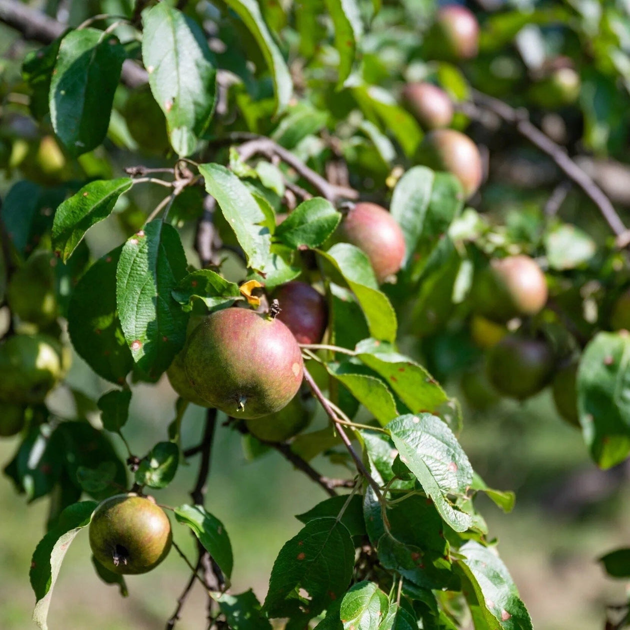 Quincannon Organic Apple Cider Vinegar Pantry Eden Farm 