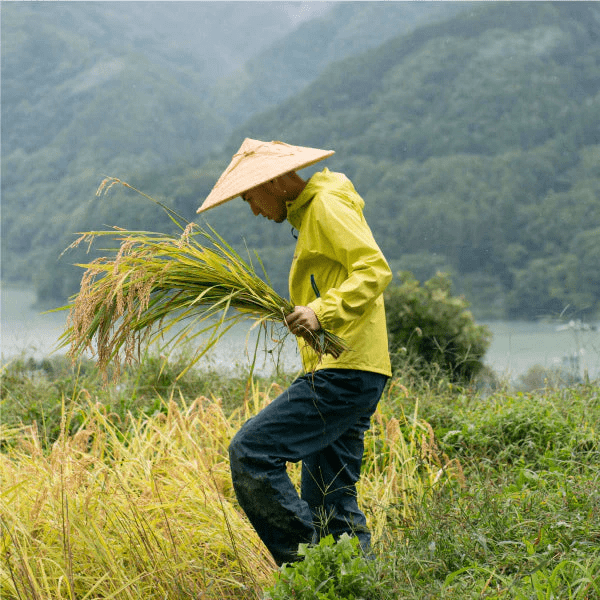 Rice Factory 10% Milled - Nagano Sasashigure - 2025 Crop Fresh Dropship The Rice Factory 