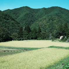 Rice Factory 10% Milled - Nagano Sasashigure - 2025 Crop Fresh Dropship The Rice Factory 