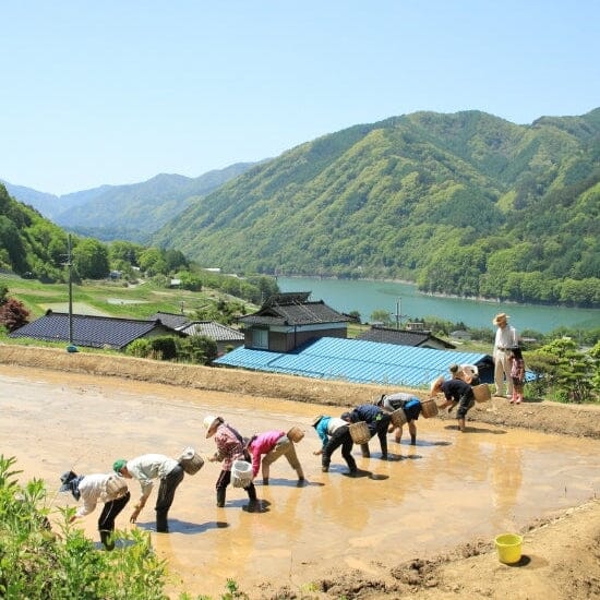 Rice Factory 10% Milled - Nagano Sasashigure - 2025 Crop Fresh Dropship The Rice Factory 