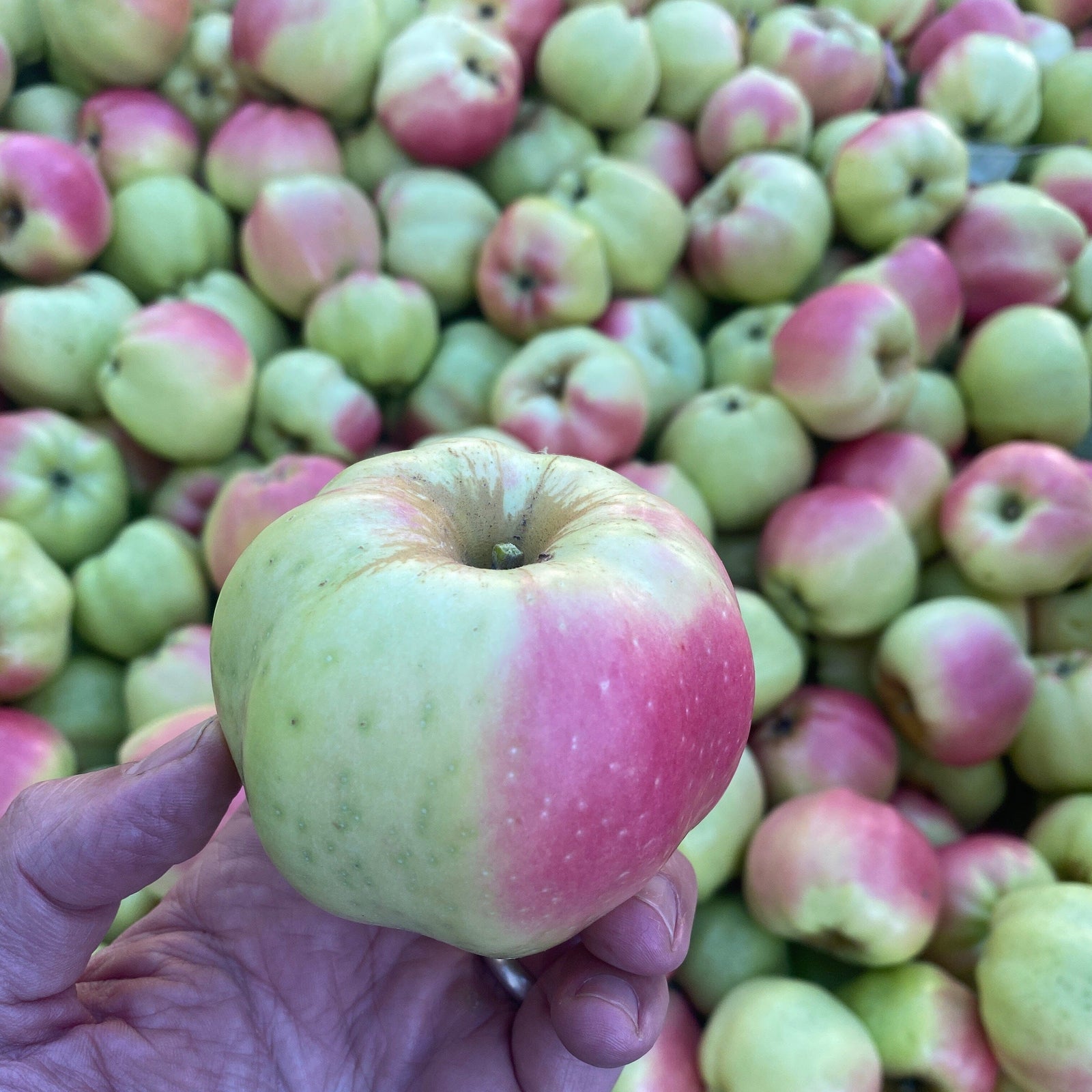 Scott Farm Heirloom Apple Baker's Box Pantry Scott Farm 