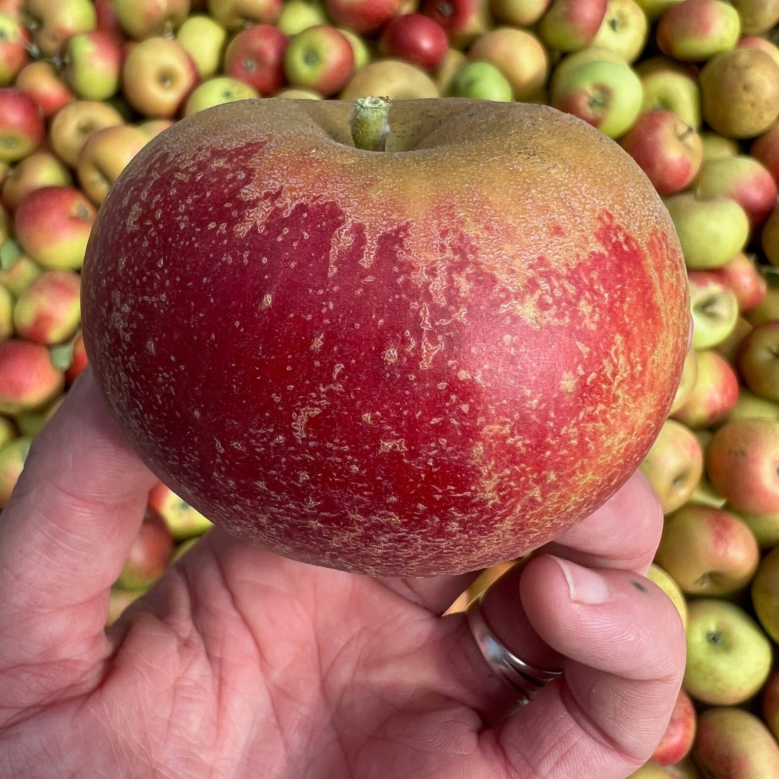 Scott Farm Heirloom Apple Baker's Box Pantry Scott Farm 