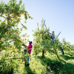 Scott Farm x Milk Street Heirloom Apple Baker’s Box Pantry Scott Farm 