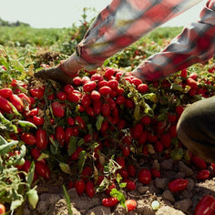 Stanislaus Piccolo® Datterini Baby Plum Tomatoes Pantry Corto 