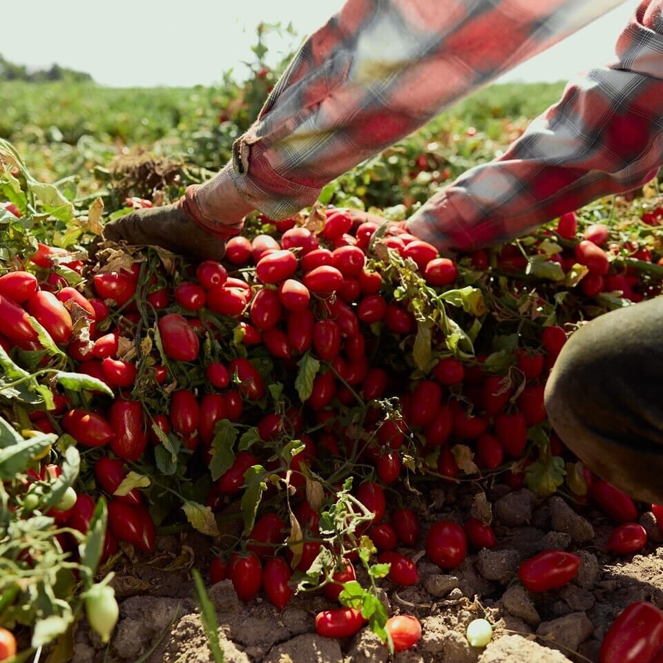 Stanislaus Piccolo® Datterini Baby Plum Tomatoes Pantry Corto 