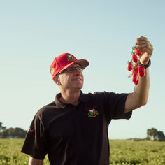 Stanislaus Piccolo® Datterini Baby Plum Tomatoes Pantry Corto 