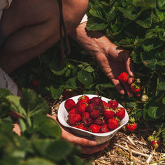 Windrow Berry Bowl Pottery Farmhouse Pottery 