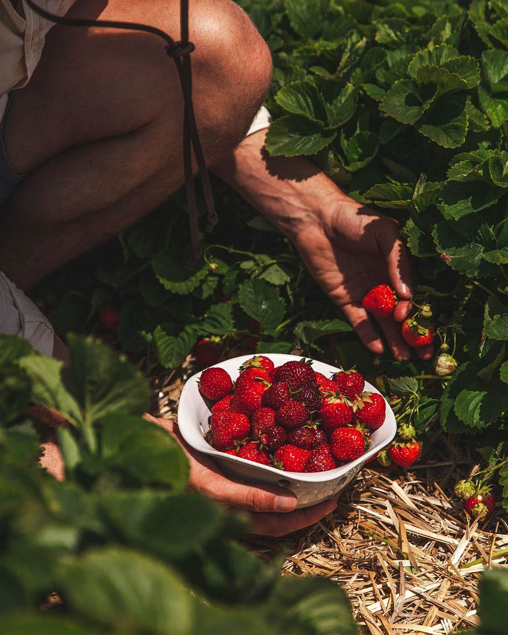 Windrow Berry Bowl Pottery Farmhouse Pottery 