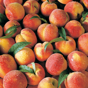 They're Back! Pearson Farm Premium Peaches